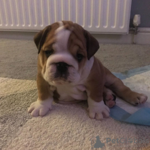 Additional photos: 3 English bulldog puppies available for sale