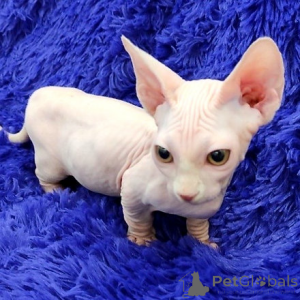 Photo №1. sphynx cat - for sale in the city of Берлинген | negotiated | Announcement № 139930