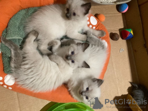 Photo №1. ragdoll - for sale in the city of Cospicua | Is free | Announcement № 78497