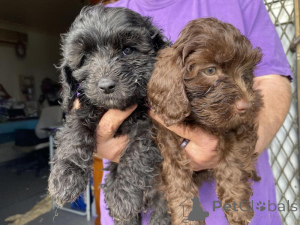 Photo №1. non-pedigree dogs - for sale in the city of Attard | negotiated | Announcement № 170569