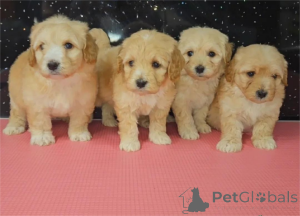 Photo №1. maltipu - for sale in the city of Cölbe | 329$ | Announcement № 153442