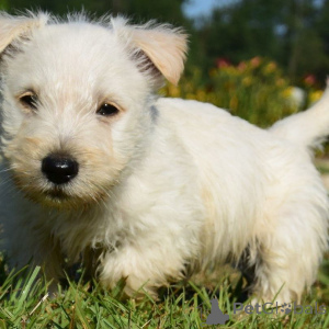 Photo №2 to announcement № 158979 for the sale of scottish terrier - buy in Estonia private announcement, breeder