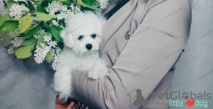 Photo №1. bichon frise - for sale in the city of Москва | 781$ | Announcement № 50728