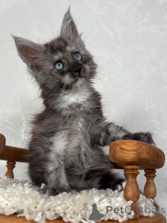 Photo №2 to announcement № 155702 for the sale of maine coon - buy in Spain private announcement