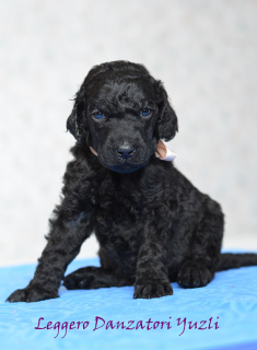 Photo №4. I will sell poodle (toy) in the city of Yaroslavl. from nursery - price - Negotiated