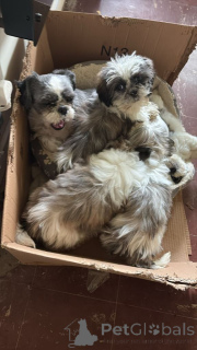Photo №1. shih tzu - for sale in the city of Quezon | negotiated | Announcement № 167331