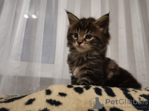 Photo №4. I will sell maine coon in the city of Gomel. private announcement - price - 200$