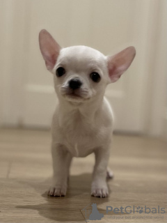 Photo №2 to announcement № 131270 for the sale of chihuahua - buy in Norway private announcement