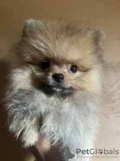 Photo №1. pomeranian - for sale in the city of Belgrade | negotiated | Announcement № 115526