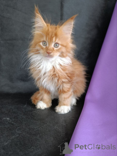 Photo №3. kitten Maine Coon boy. Russian Federation