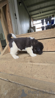Photo №2 to announcement № 138788 for the sale of akita - buy in United States breeder