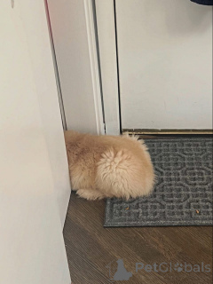 Photo №3. D'adorables chiots Golden Retriever cherchent un foyer aimant !. France