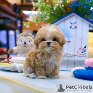 Photo №3. Maltipoo puppies looking for a new home Business WhatsApp 37256062792. Finland