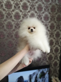 Photo №4. I will sell japanese spitz in the city of Nizhnevartovsk. private announcement, breeder - price - Negotiated