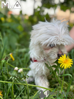 Photo №4. I will sell maltese dog in the city of Munich. breeder - price - 317$