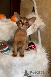 Photo №2 to announcement № 86091 for the sale of abyssinian cat - buy in Belarus private announcement, from nursery, breeder