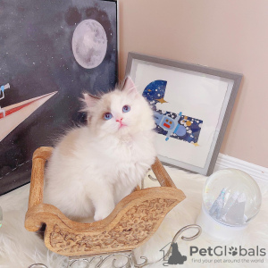 Photo №2 to announcement № 98349 for the sale of ragdoll - buy in Serbia 