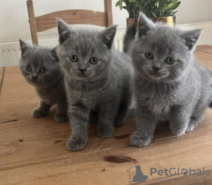 Photo №1. british shorthair - for sale in the city of Baiern | 300$ | Announcement № 89442