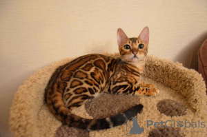 Photo №4. I will sell bengal cat in the city of Москва. from nursery, breeder - price - negotiated