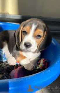 Photo №2 to announcement № 165949 for the sale of beagle - buy in Portugal private announcement, breeder