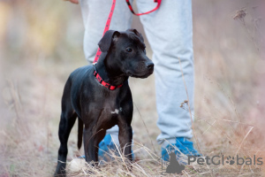 Photo №3. Buy an American Pit Bull Terrier puppy in Ukraine. Ukraine
