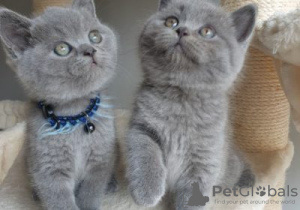 Photo №1. british shorthair - for sale in the city of Tournai | Is free | Announcement № 128752