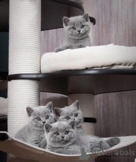 Photo №1. british shorthair - for sale in the city of Gurkovo | 413$ | Announcement № 172665