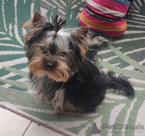 Photo №1. yorkshire terrier - for sale in the city of Haiterbach | 1479$ | Announcement № 75949