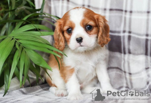 Photo №1. cavalier king charles spaniel - for sale in the city of Brno | Is free | Announcement № 124147