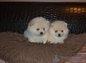 Photo №1. pomeranian - for sale in the city of Kolomna | negotiated | Announcement № 70172