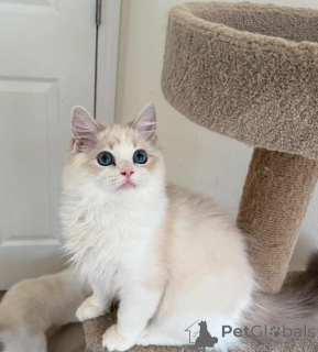 Photo №4. I will sell ragdoll in the city of Munich. from the shelter, breeder - price - 495$