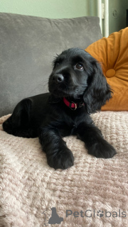 Photo №1. english cocker spaniel - for sale in the city of Hamburg | negotiated | Announcement № 164300