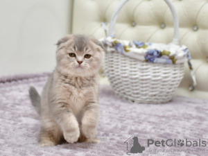 Photo №1. scottish fold - for sale in the city of Антверпен | Is free | Announcement № 128943