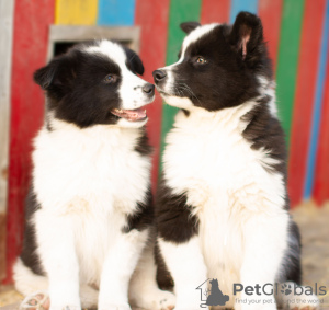 Additional photos: Yakutian Laika puppies (last litter)