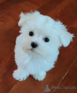 Photo №2 to announcement № 163976 for the sale of maltese dog - buy in Poland 