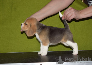 Photo №1. beagle - for sale in the city of Krasnodar | 651$ | Announcement № 87489