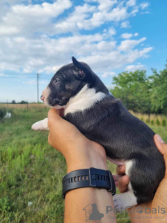 Additional photos: Miniature Bull Terrier FCI