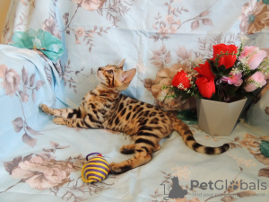 Photo №1. bengal cat - for sale in the city of Krasnodar | 758$ | Announcement № 8094