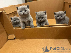 Photo №1. british shorthair - for sale in the city of Larnaca | 475$ | Announcement № 103896