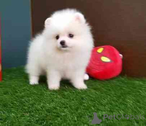Photo №2 to announcement № 176506 for the sale of pomeranian - buy in Spain 