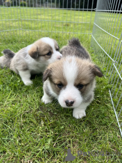 Photo №1. welsh corgi - for sale in the city of Франкфурт-на-Майне | 317$ | Announcement № 103539