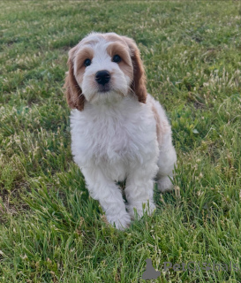 Photo №1. non-pedigree dogs - for sale in the city of Munich | negotiated | Announcement № 169004
