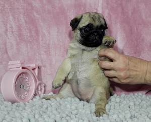 Photo №1. pug - for sale in the city of Москва | 798$ | Announcement № 2015