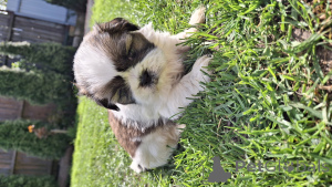 Photo №4. I will sell lhasa apso, pekingese, shih tzu in the city of Tallinn. private announcement, from nursery, breeder - price - 565$