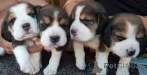 Photo №1. beagle - for sale in the city of Rotterdam | 723$ | Announcement № 165585