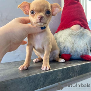 Photo №1. chihuahua - for sale in the city of Traxler | negotiated | Announcement № 141877
