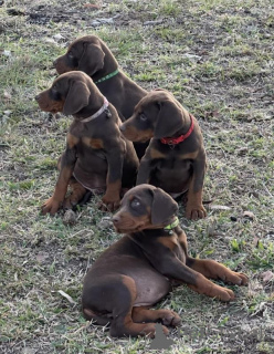 Photo №3. Pedigree European Doberman Pups Imp bloodlines. Italy
