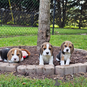 Additional photos: beagle puppies