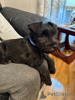 Photo №1. schnauzer - for sale in the city of Gainesville | 500$ | Announcement № 159384