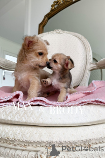 Photo №4. I will sell non-pedigree dogs in the city of Warrnambool. breeder - price - 650$